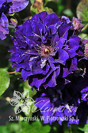 Клематис гибридный Шин-Шигоку