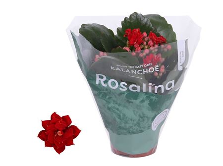 Kal Ros Don Justino Red