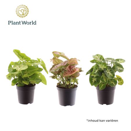 Syngonium Mix (decorum)