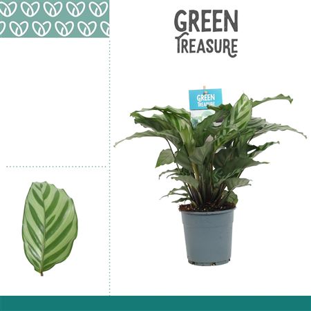 Calathea Freddie