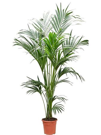 Howea Forsteriana