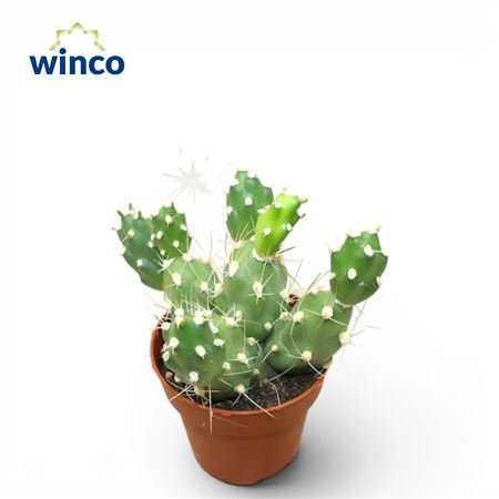 Tephrocactus Neuquensis