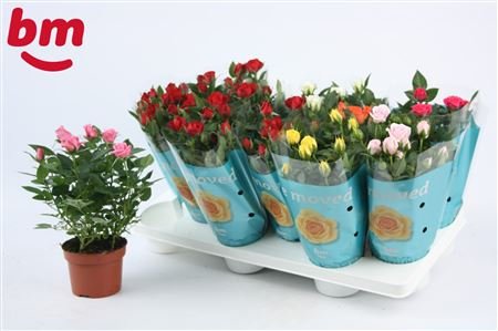 Rosa Beau Monde Mix 50% Red