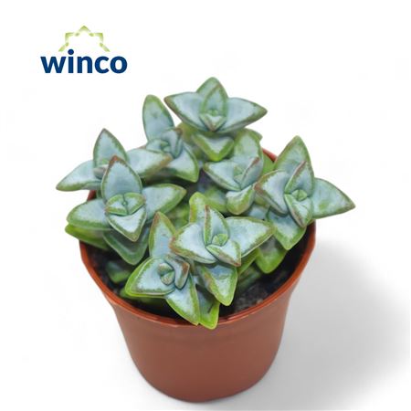 Crassula Perfoliata