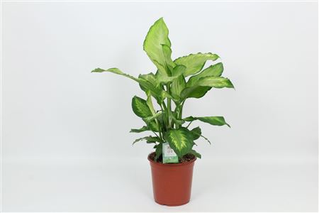 Dieffenbachia Ivory Green