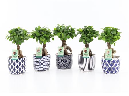 Ficus Ginseng In Delft-blue Ceramic