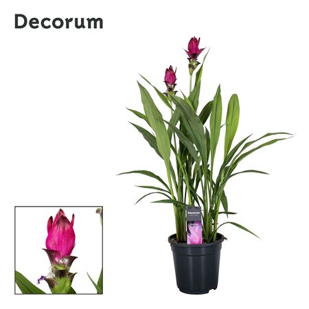 Curcuma Skyline 2+ (decorum)