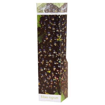 Ribes Nigrum