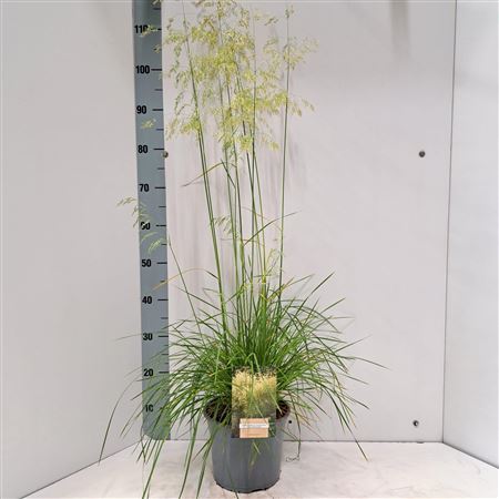 Deschampsia Cespitosa Goldschleier