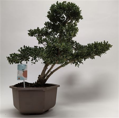 Bonsai Ilex In Hexagon