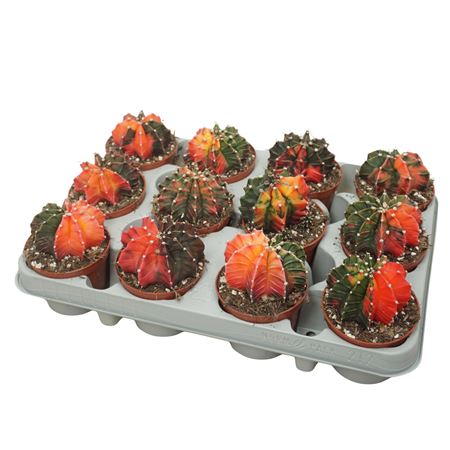 Gymnocalycium Mihanovichii Koi