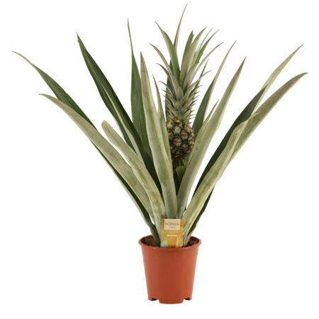Ananas Champaca