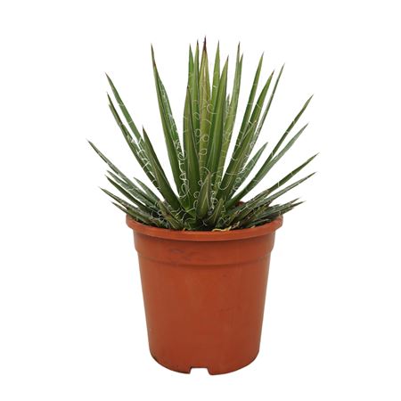 Agave Filifera 17 Cm