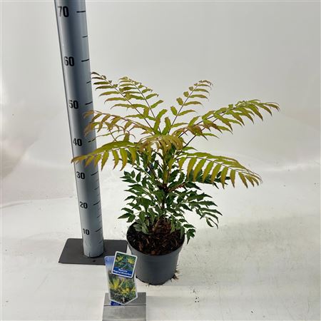 Mahonia Magical Winterfern