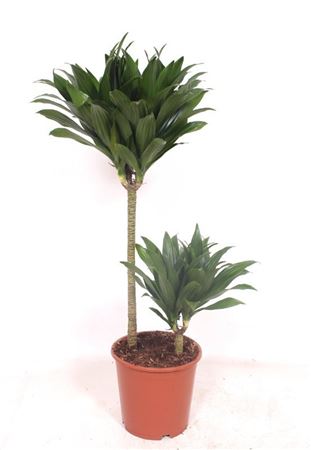 Dracaena Compacta 45-15