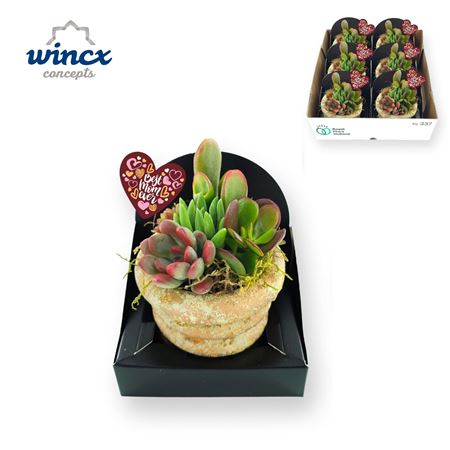 Concepts® - Mothers Day Ceramic Succulents Wincx C