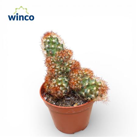 Mammillaria Elongata Rubra