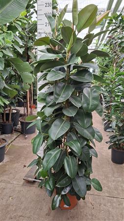 Ficus El Robusta Branched