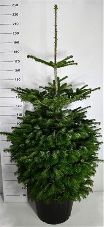 Abies Nordmanniana
