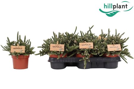 Rhipsalis Baccifera Horrida