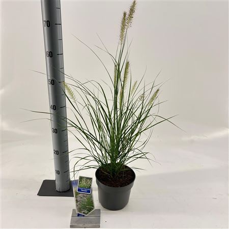Pennisetum Alopecuroides Hameln.