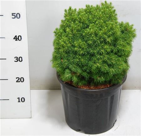 Picea Gl Alberta Globe