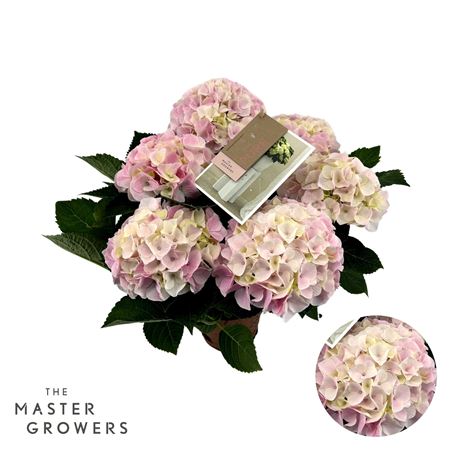 Hydrangea Ma Hi Diamond Pink 5+