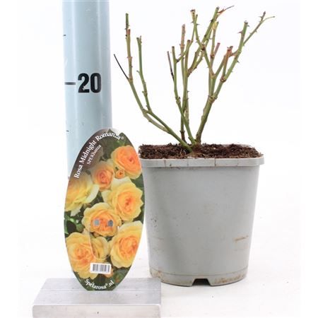 Rosa Midnight Romanza