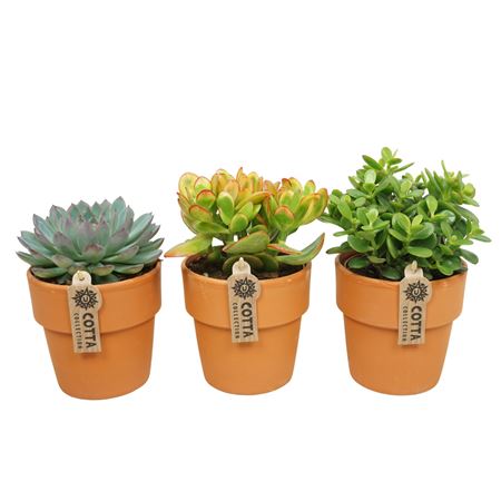 Succulent Mix Terracotta Terracotta'