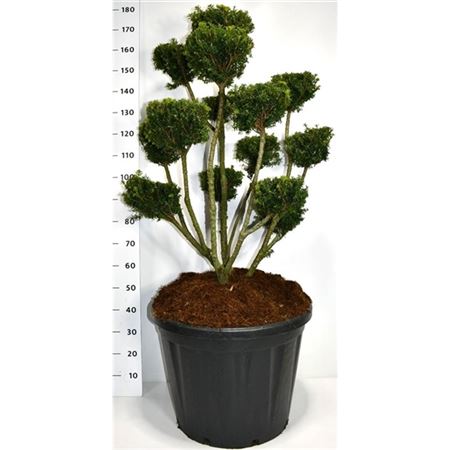 Taxus Media Farmen Sattelite
