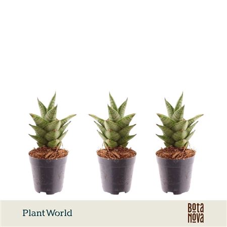 Sansevieria Pagoda