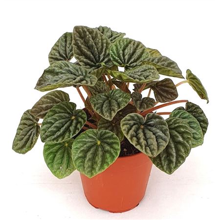 Peperomia Caperata Luna Grey