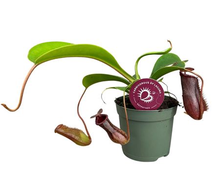 Nepenthes Lowii