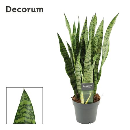 Sansevieria Wintergreen 12 (decorum)