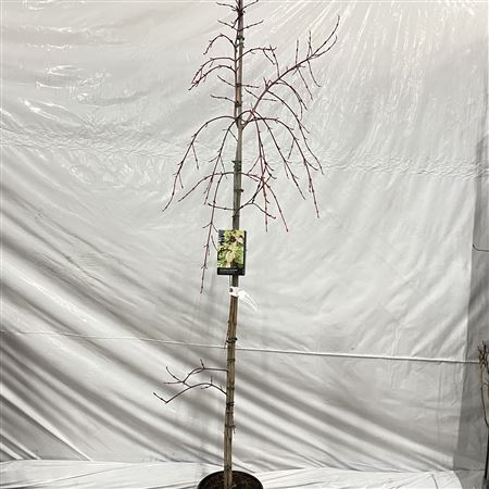Acer Cons Red Flamingo