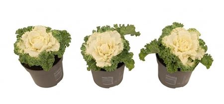 Brassica Curly White