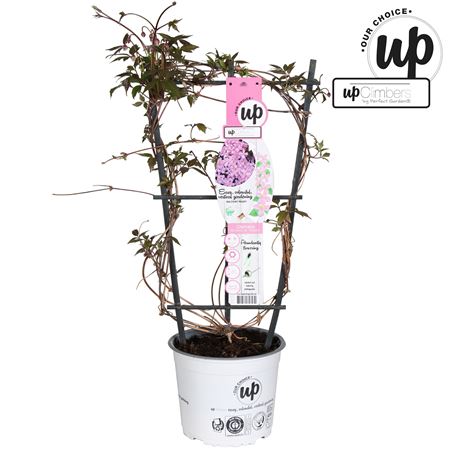 Clematis Montana Var Rubens