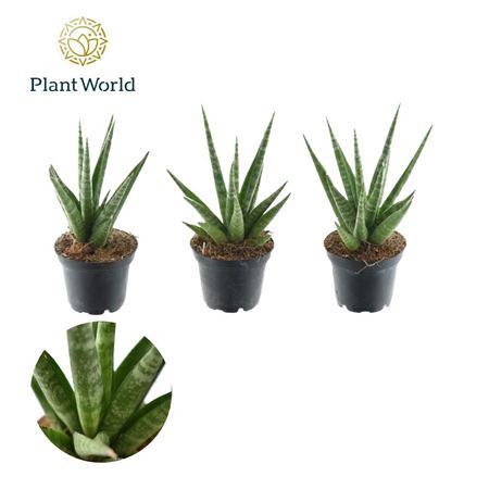 Sansevieria Francisii (decorum)