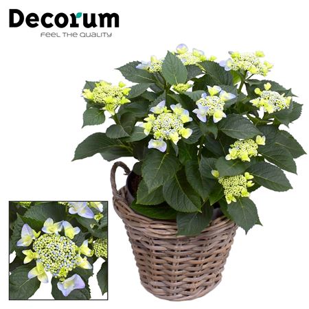 Hydrangea Teller Nizza Blue In Basket (decorum)