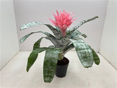 Aechmea Primera Xxl