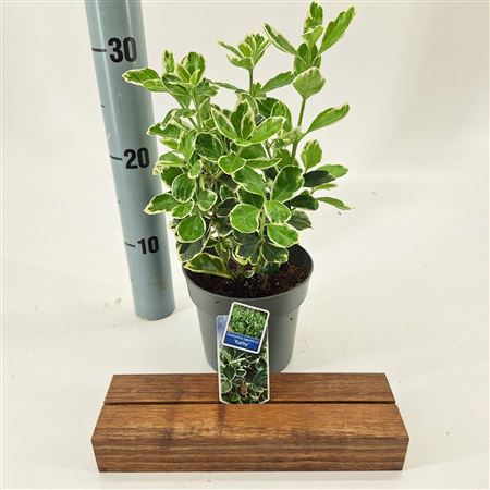 Euonymus Jap Kathy
