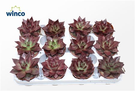 Echeveria Taurus