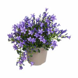 Кампанула Амбелла пурпурная