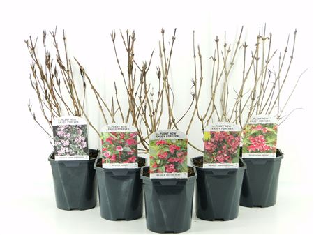 Weigela Mix