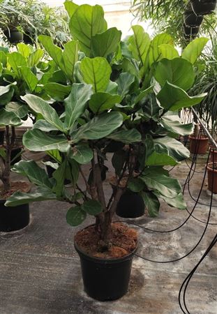 Ficus Lyrata Bonsai