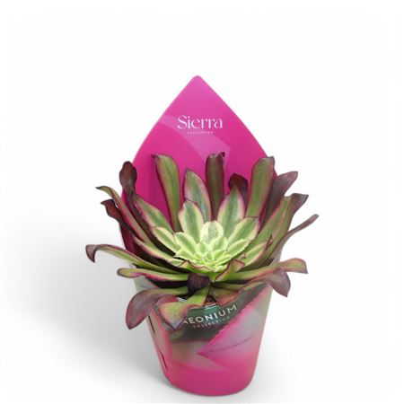 Aeonium Mardi Grass Sierra Collection