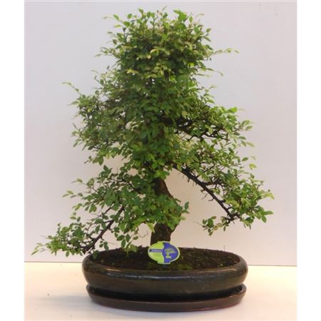 Bonsai Zelkova Parvifolia Shape With Driptray