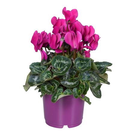 Cyclamen Super Allure Purple Ton Sur Ton