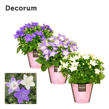 Campanula Iso Mix (decorum)