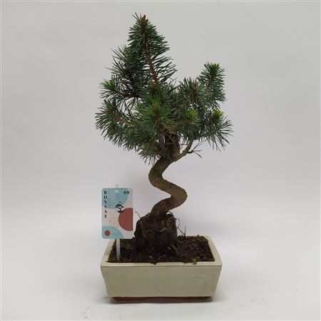 Pinus Sylvestris Bonsai 'traditional'